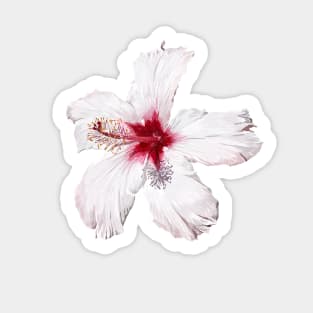 Blume Sticker